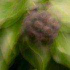 Fruchtknolle - ICM - Intentional Camera Movement