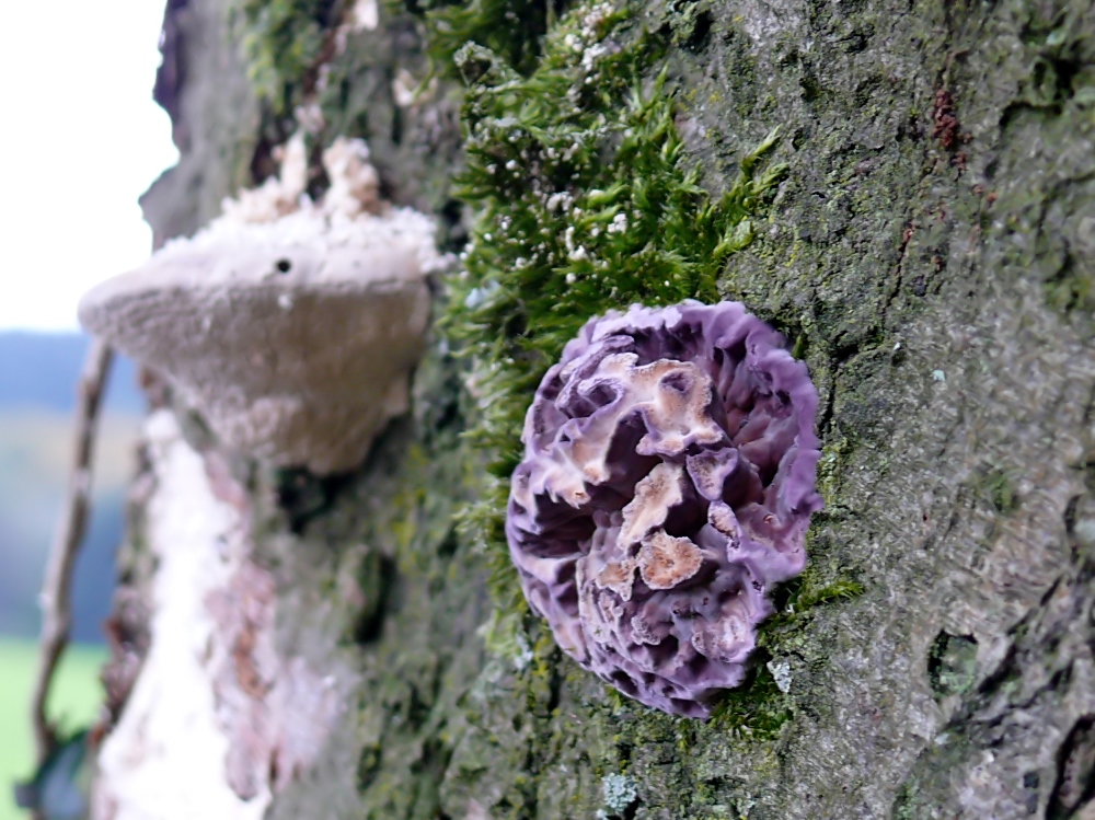 Fruchtkörper vom violetten Knorpel- Schichtpilz