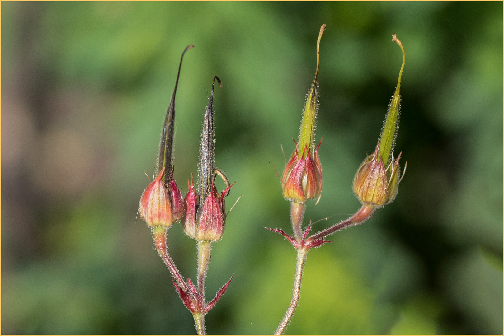 Fruchtstände des Storchschnabesl (Geranium, geraniacea) 