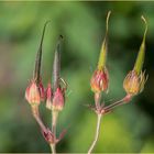 Fruchtstände des Storchschnabesl (Geranium, geraniacea) 