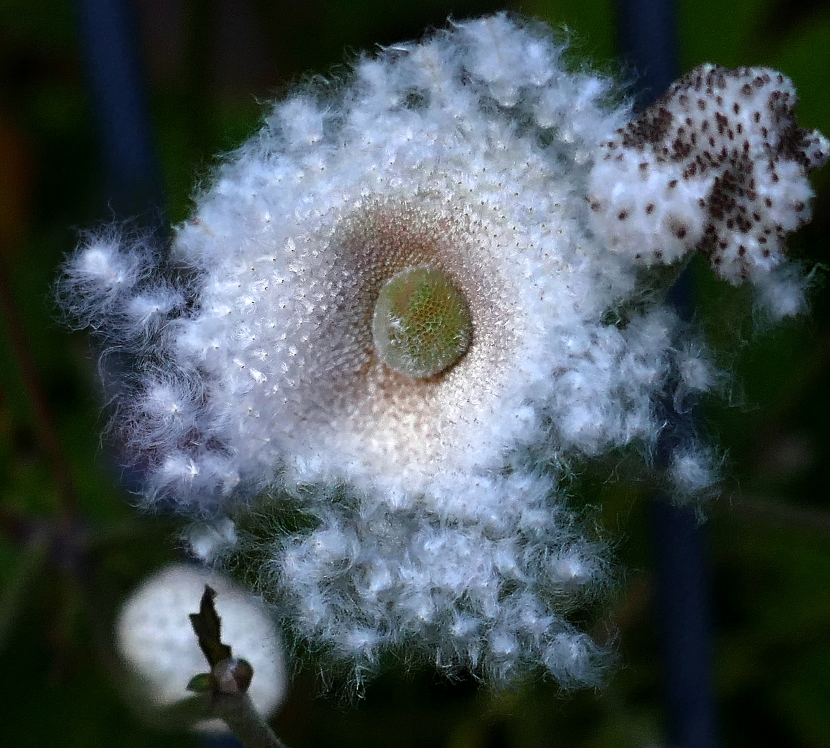 Fruchtstand Anemone