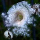 Fruchtstand Anemone