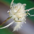 Fruchtstand der Clematis