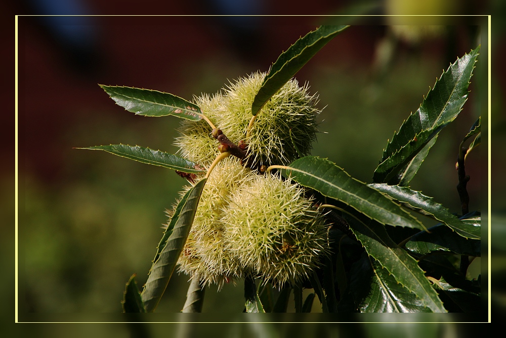 Fruchtstand der Edelkastanie - Castanea sativa im frühen September....