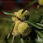 Fruchtstand der Edelkastanie - Castanea sativa im frühen September....