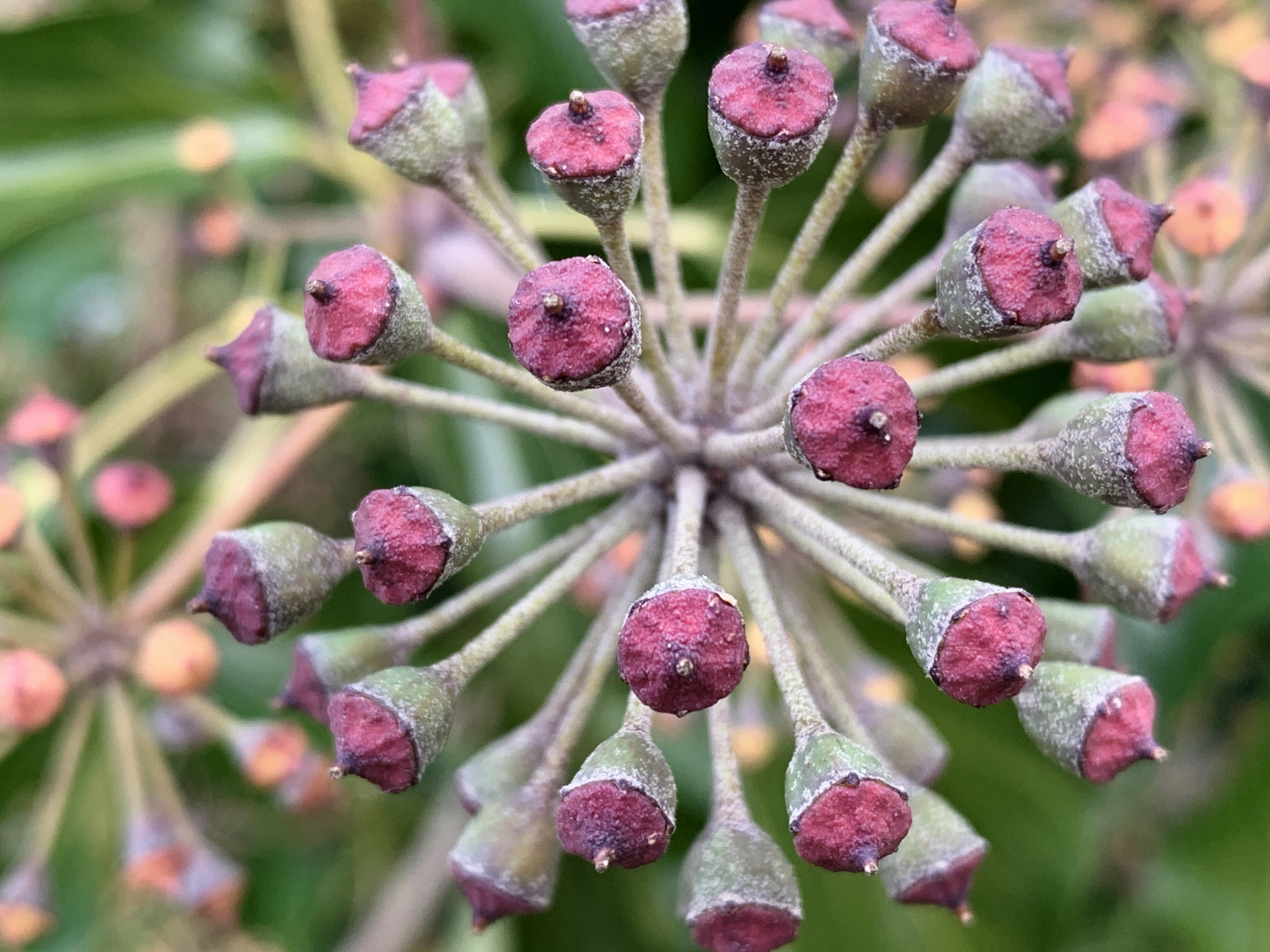 Fruchtstand der Efeublüte