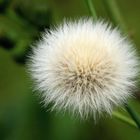 Fruchtstand der Gänsedistel, Sonchus asper 