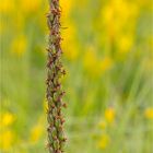 Fruchtstand der Mücken-Händelwurz (Gymnadenia conopsea)