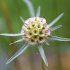 Fruchtstand der Scabiosa