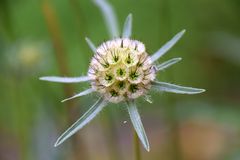 Fruchtstand der Scabiosa