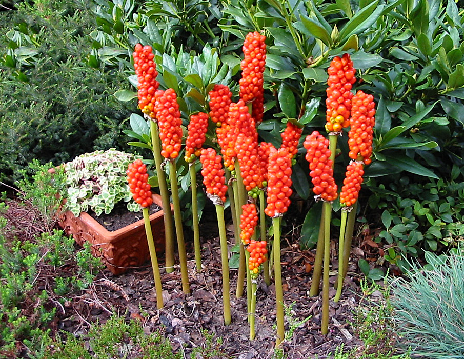 Fruchtstand des Aronstab Foto & Bild natur, landschaft, garten