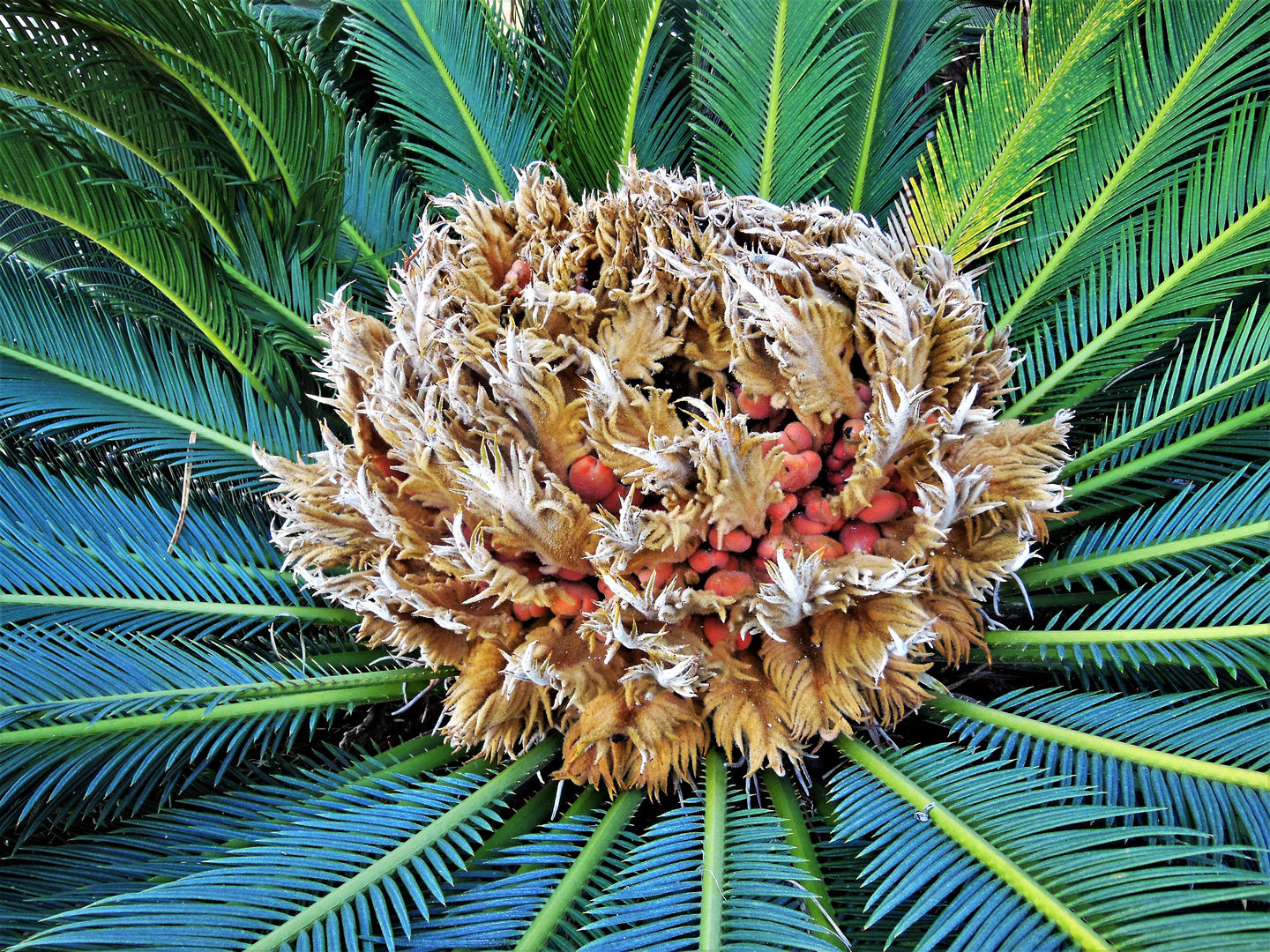 Fruchtstand des Sago Palmfarns (Cycas revoluta)