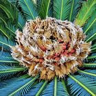 Fruchtstand des Sago Palmfarns (Cycas revoluta)