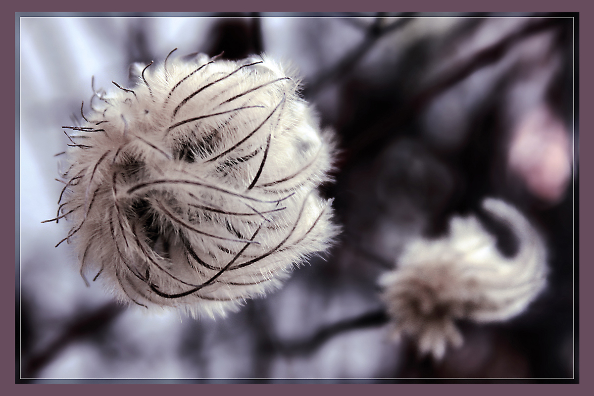 Fruchtstand einer Clematis