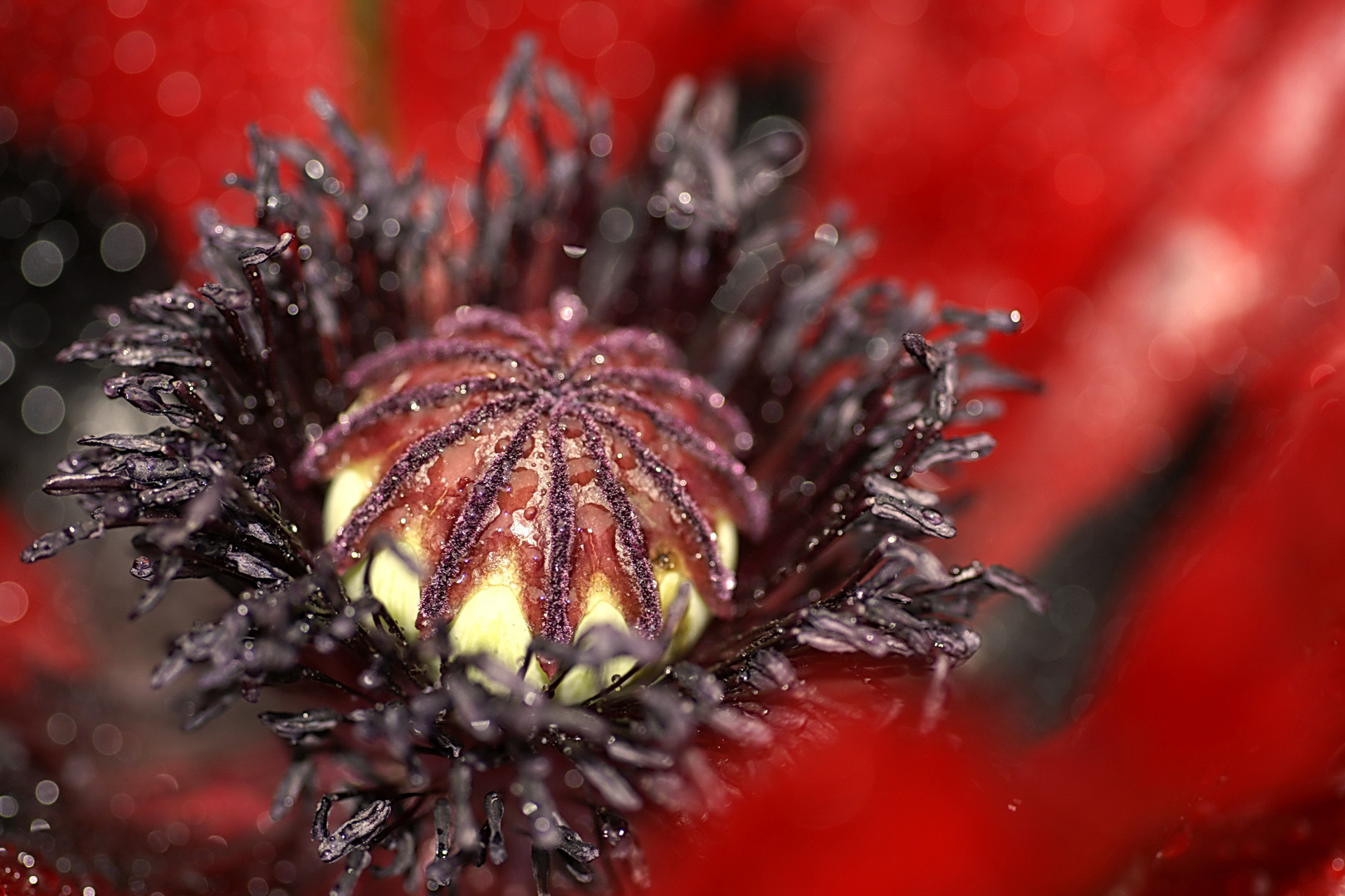 Fruchtstand einer Mohnblume