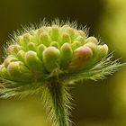 Fruchtstand einer Wiesenblume