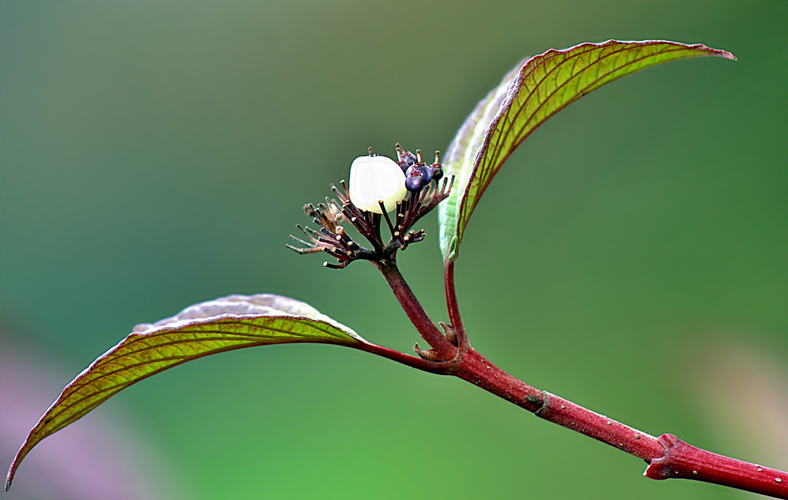 ~~~ Fruchtstand eines Hartriegels ~~~