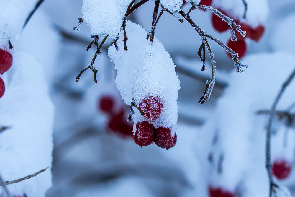 Fruchtstand im Schnee