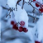 Fruchtstand im Schnee