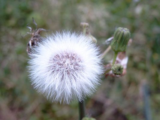 Fruchtstand Rauhe Gänsedistel