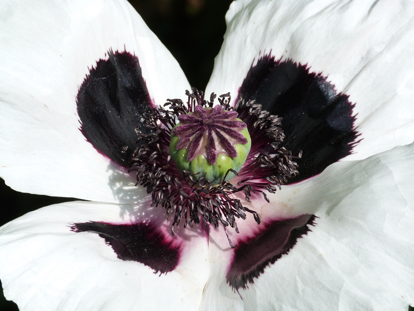 Fruchtstand weißer Mohn