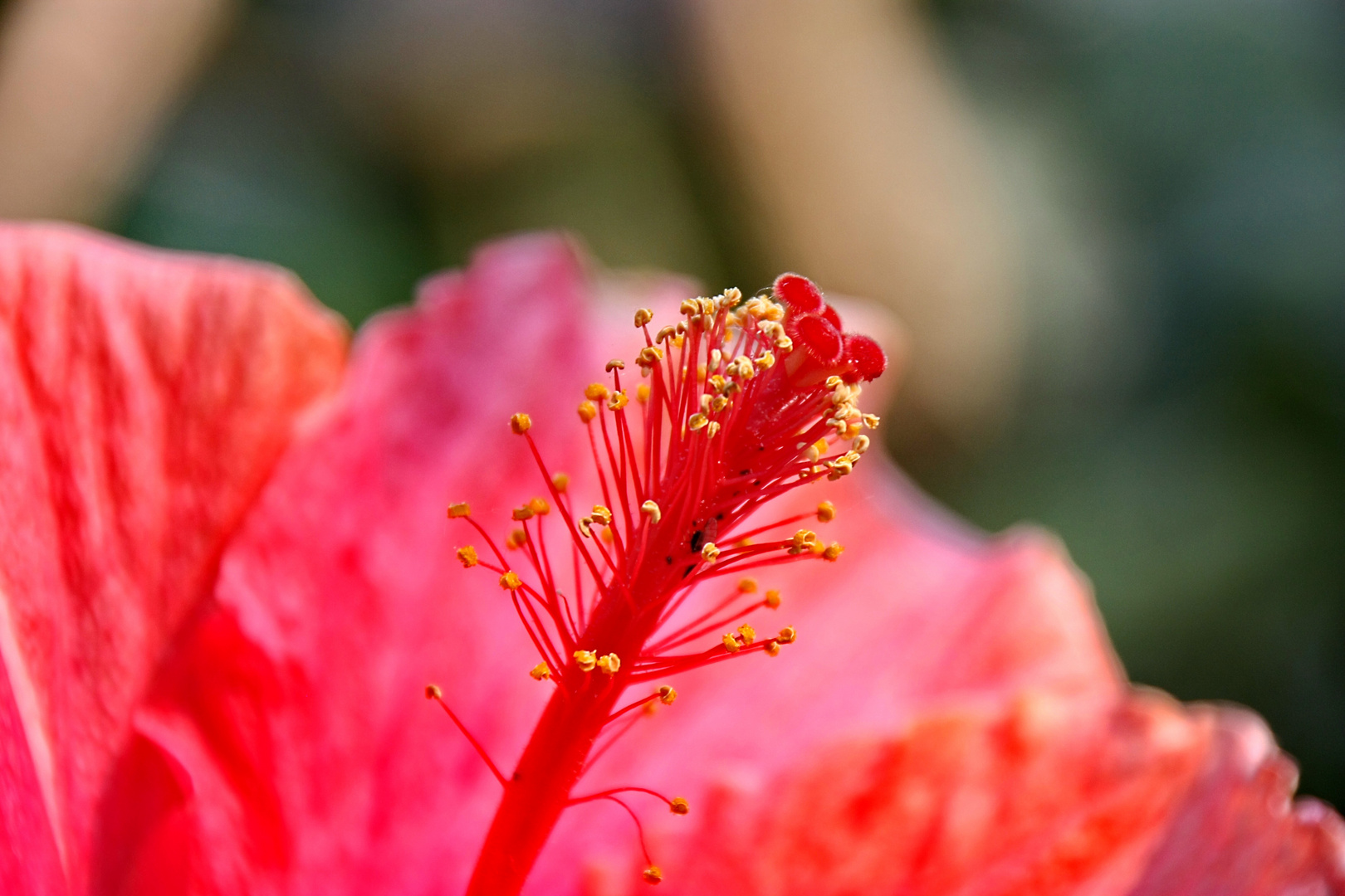 Fruchtstengel beim Hibiskus