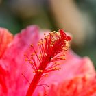 Fruchtstengel beim Hibiskus