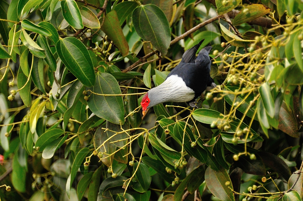 Fruchttaube Foto & Bild africa, eastern africa, seychelles Bilder auf