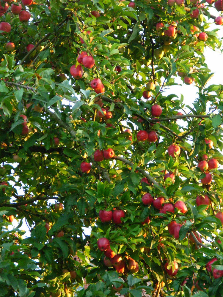 Fruchttragender roter Apfelbaum im August Foto & Bild pflanzen, pilze