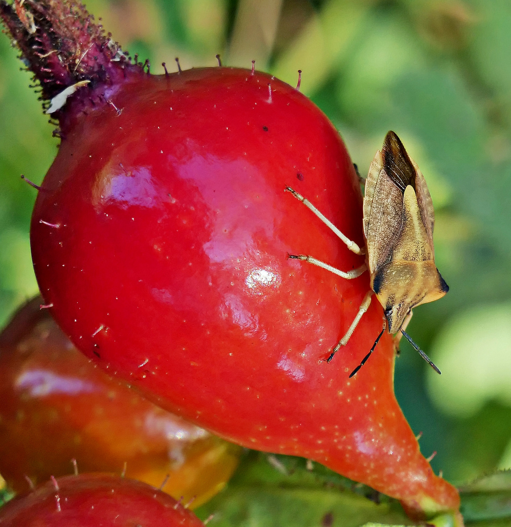 Fruchtwanze an Wildrosenfrucht