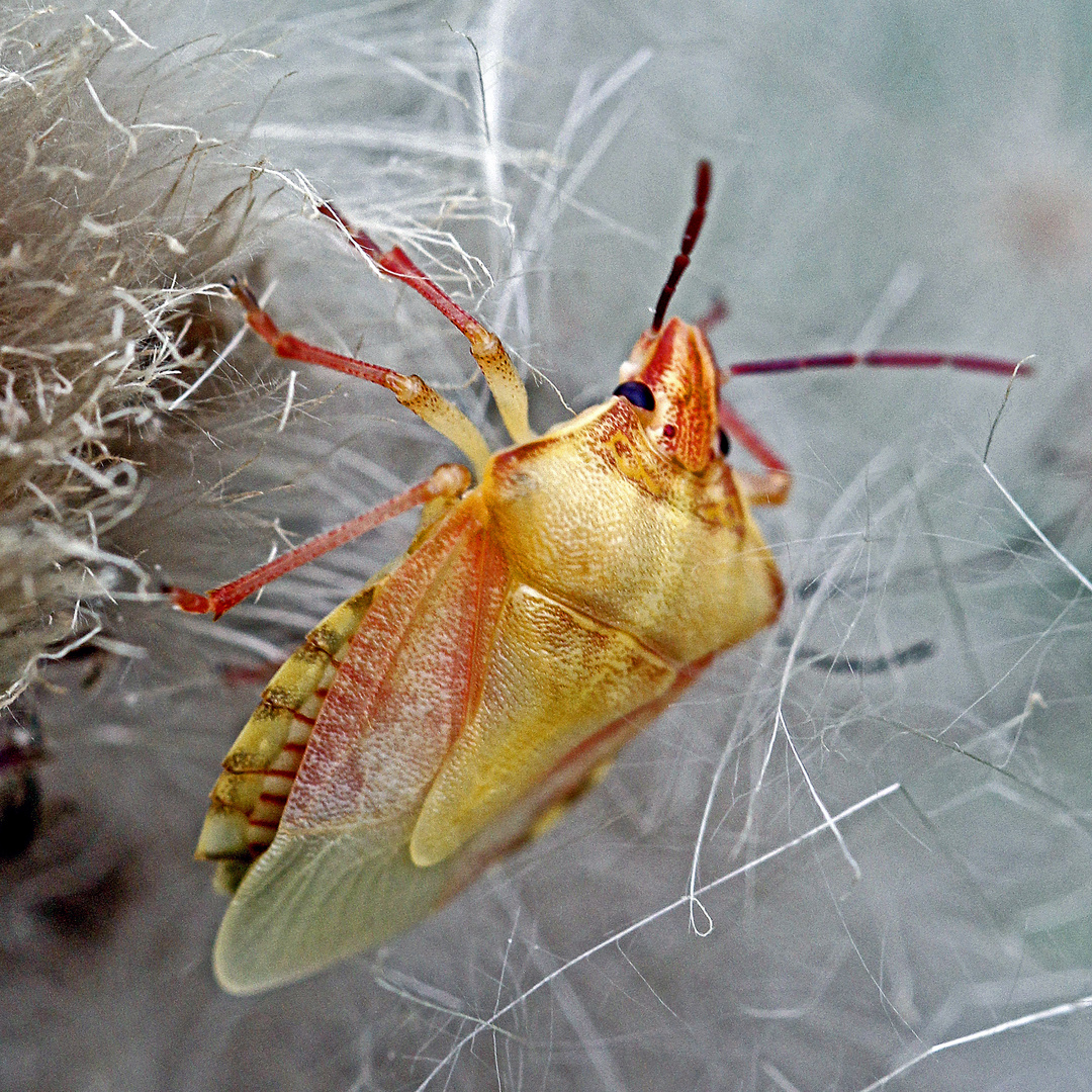 Fruchtwanze im filigranen Gestrüpp