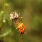  Fruchtwanze(Carpocoris).