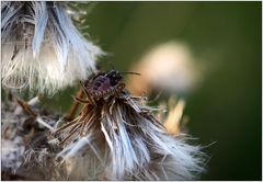 Fruchtwanzenlarve in der Waschanlage?