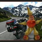 Fruchtzwerg am Grossglockner