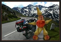 Fruchtzwerg am Grossglockner