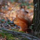 Früchstück bei Frau Oachkatzerl