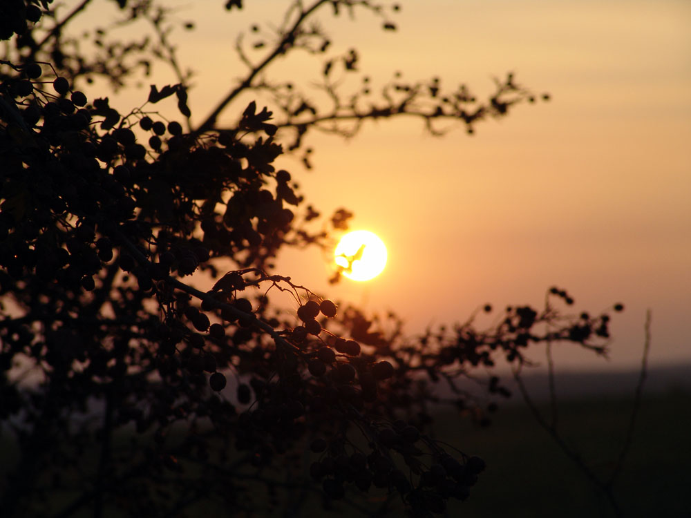 Früchtchen vor Untergang