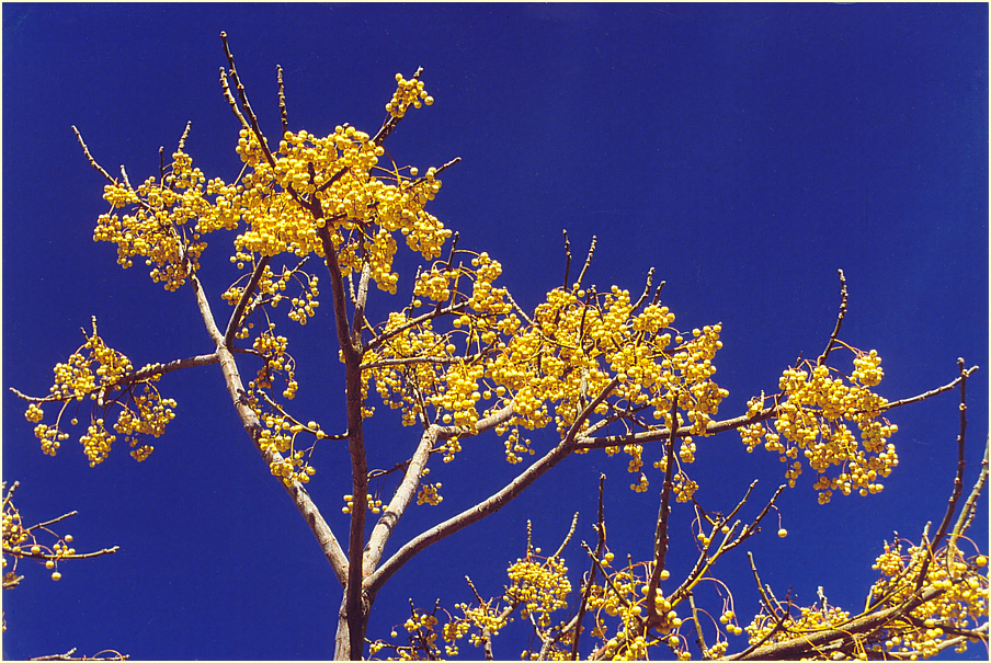 Früchte am Baum