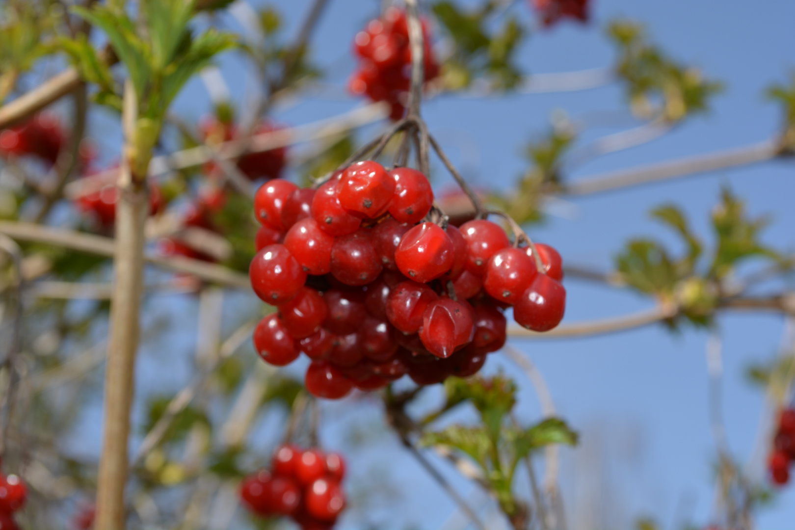 Früchte am Baum