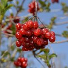 Früchte am Baum