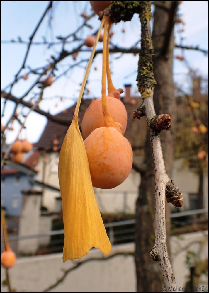 Früchte am weiblichen Ginkgobaum...