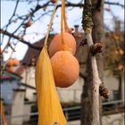 Früchte am weiblichen Ginkgobaum...