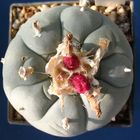 Früchte an Lophophora fricii Habermann