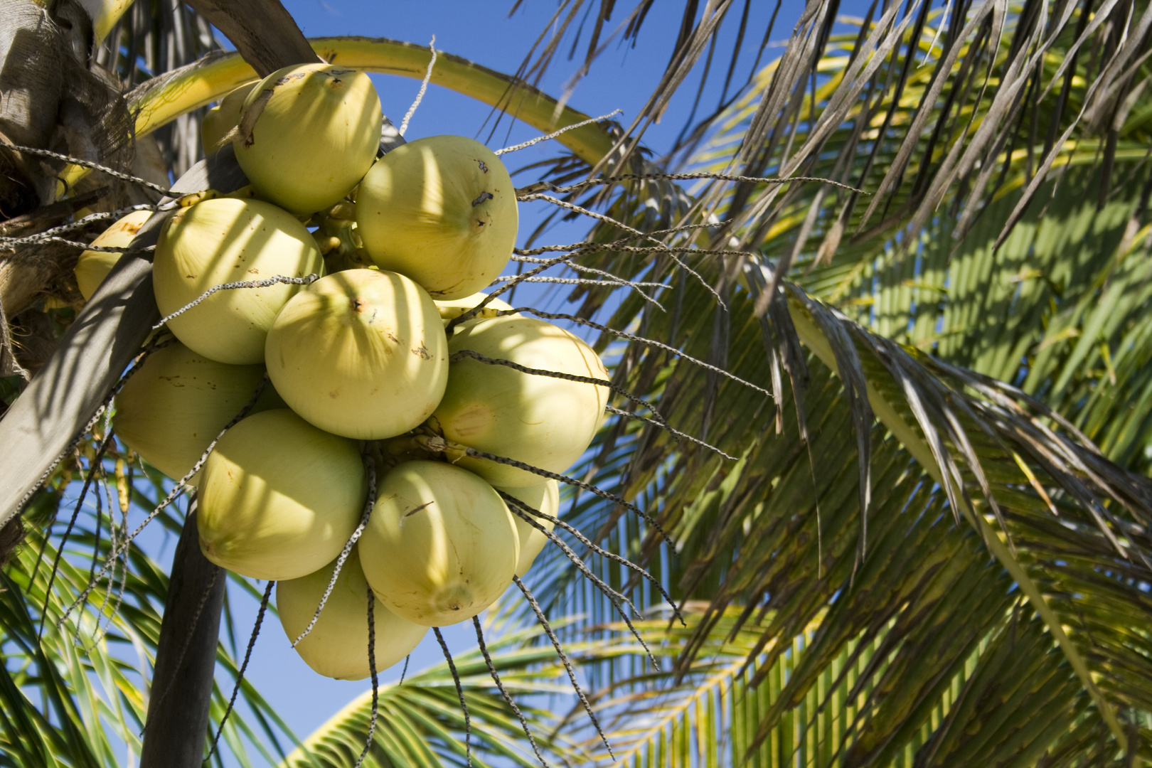 Früchte an Palme