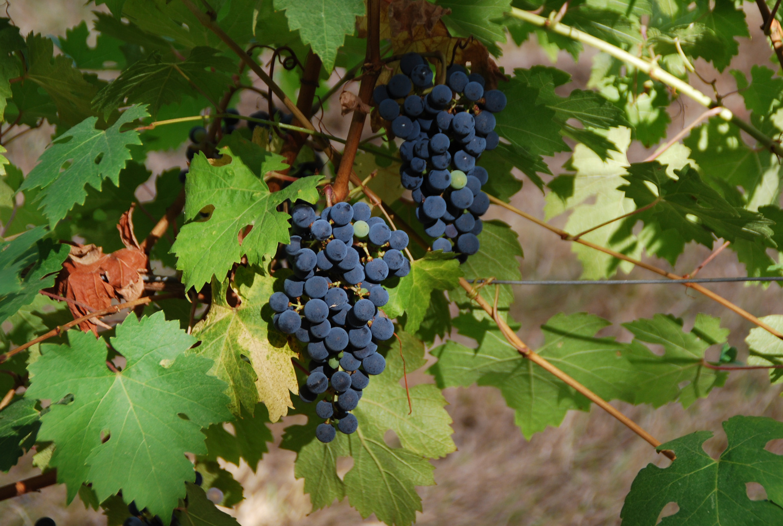 Früchte aus Bergerac