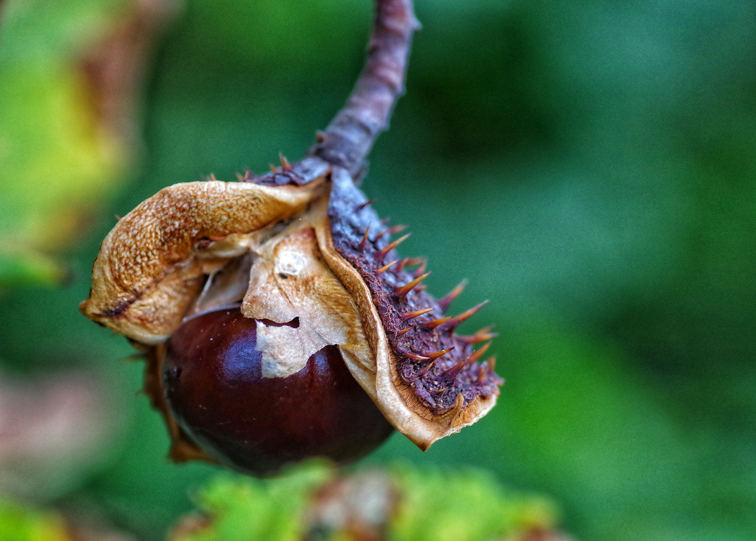 Früchte aus dem Garten