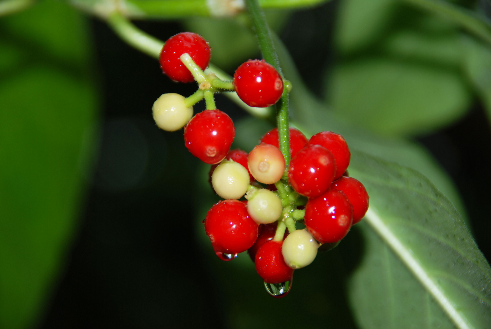 Früchte aus dem Regenwald