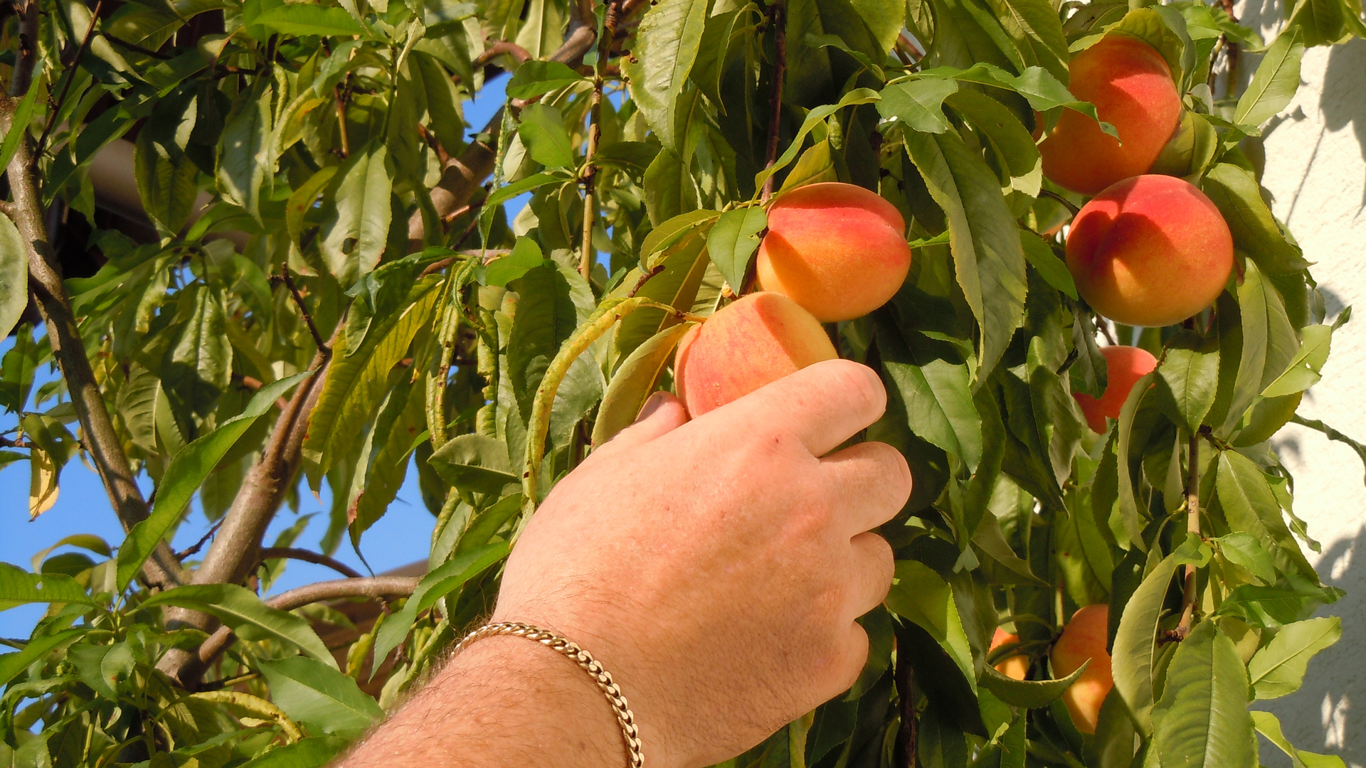 Früchte aus Nachbars Garten