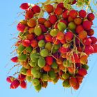 Früchte der Betelnusspalme  (Areca catechu)