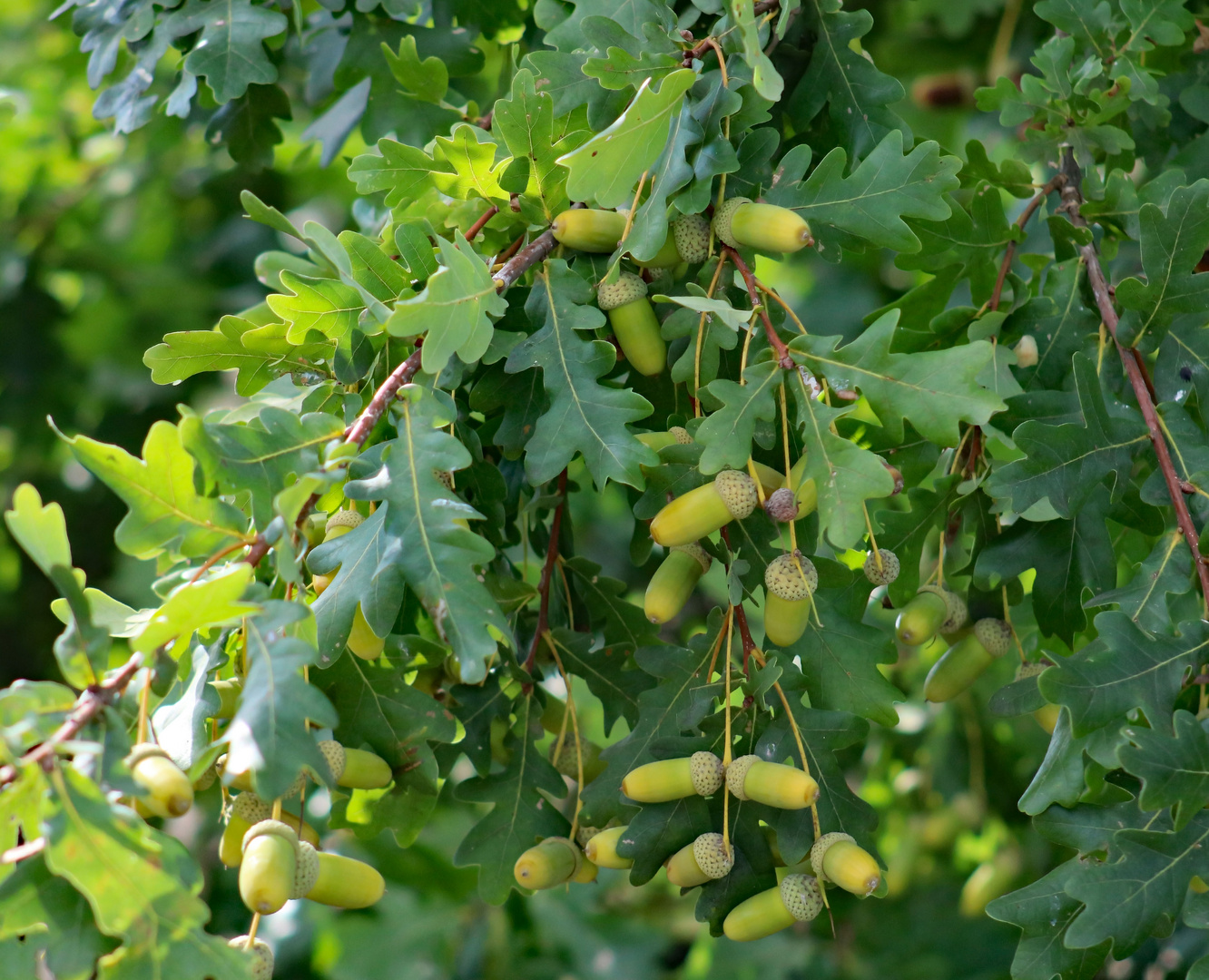 Früchte der Blüte des Eichenbaums